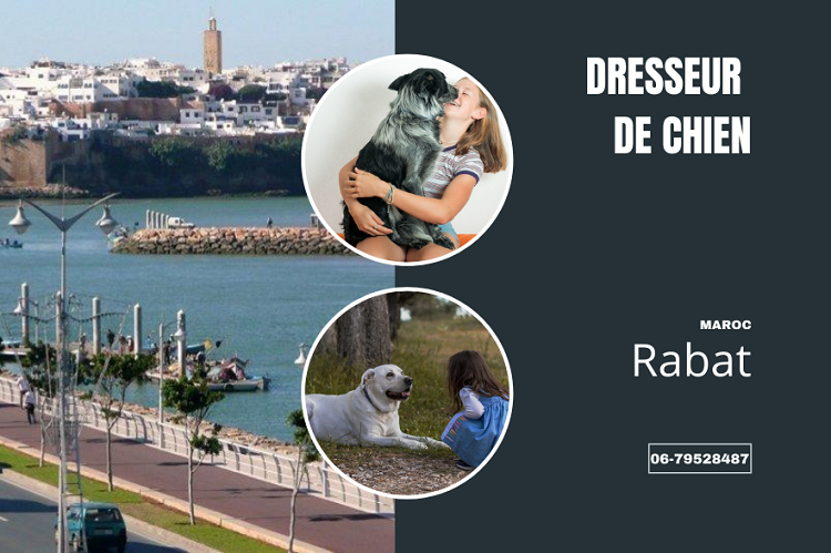 dresseur de chien rabat (7)